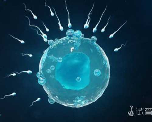 供卵试管哪里可靠点,哈尔滨助孕费用_助孕生殖国际