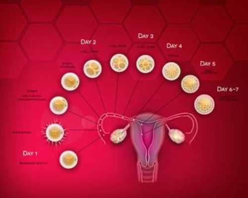 供卵试管医院在哪里电话,石家庄专业助孕价格_正规助孕公司