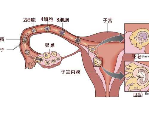 供卵试管网包成功,哈尔滨助孕收费标准_正规试管助孕机构
